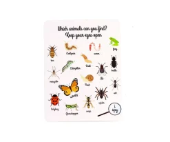 Caja para Insectos de Madera