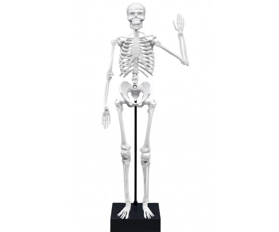 Esqueleto 45 cm