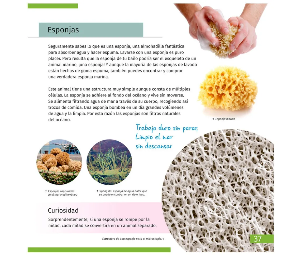 Microscopio Levenhuk LabZZ M101 Gris + Libro Educativo